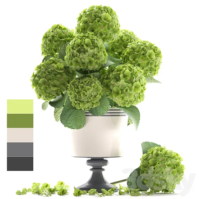 Collection of flowers 60. Hydrangea. bouquet. green flowers. vase. decor 3DModel