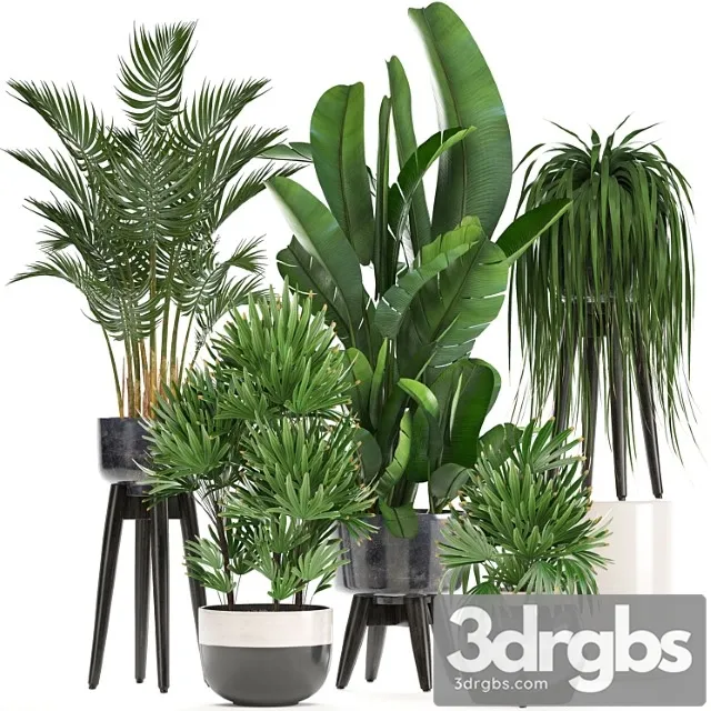 Collection of Houseplants in Pots and Flowerpots for the Interior Made of Rapis Palm Banana Strelitzia 231 3D Model Download
