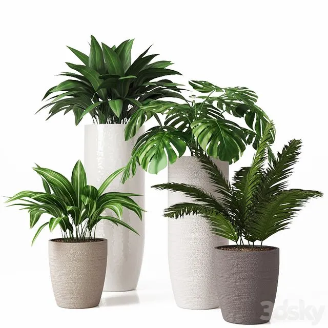 Collection of indoor plants 01 3D Model