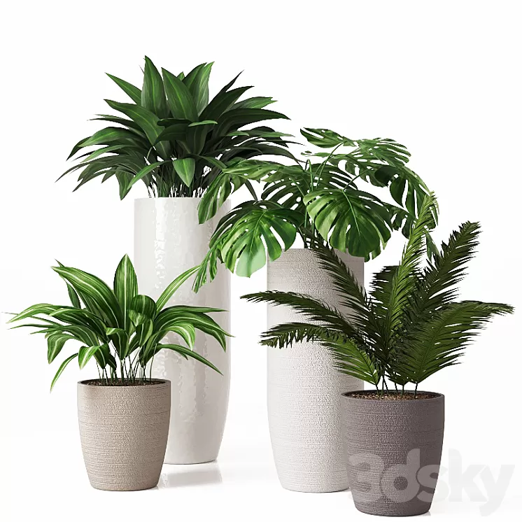 Collection of indoor plants 01 3D Model