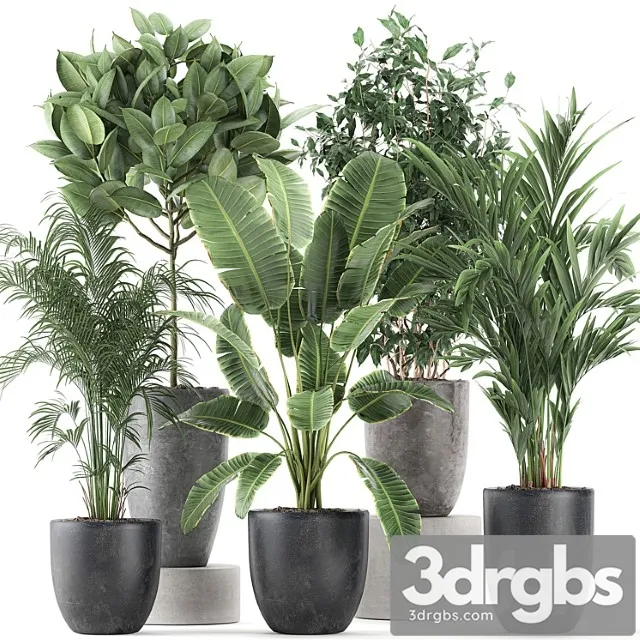 Collection of Indoor Plants Banana Palm Ficus Tree in Black Pots For The Interior Set 610. 3D Model Download