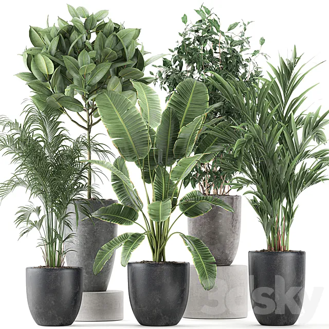 Collection of indoor plants Banana palm ficus tree in black pots for the interior. Set 610. 3D Model Collection of indoor plants Banana palm ficus tree in black pots for the interior. Set 610. 3D Model