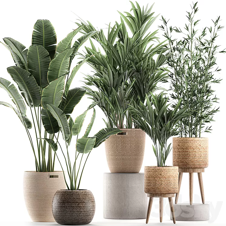 Collection of indoor plants in rattan baskets with palm bamboo banana for decoration and interior. Set 600. 3D Model