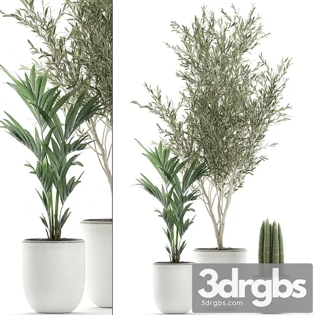 Collection of indoor plants in white pots with olive tree, cylindrical sansevieria, small palm. set 652. Collection of indoor plants in white pots with olive tree, cylindrical sansevieria, small palm. set 652.