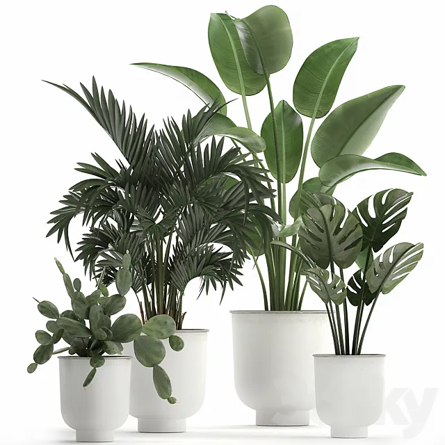 Collection of indoor plants in white vases with monstera. cactus. Strelitzia. Hovea.palm. cactus. Set 927. 3DModel Collection of indoor plants in white vases with monstera. cactus. Strelitzia. Hovea.palm. cactus. Set 927. 3DModel