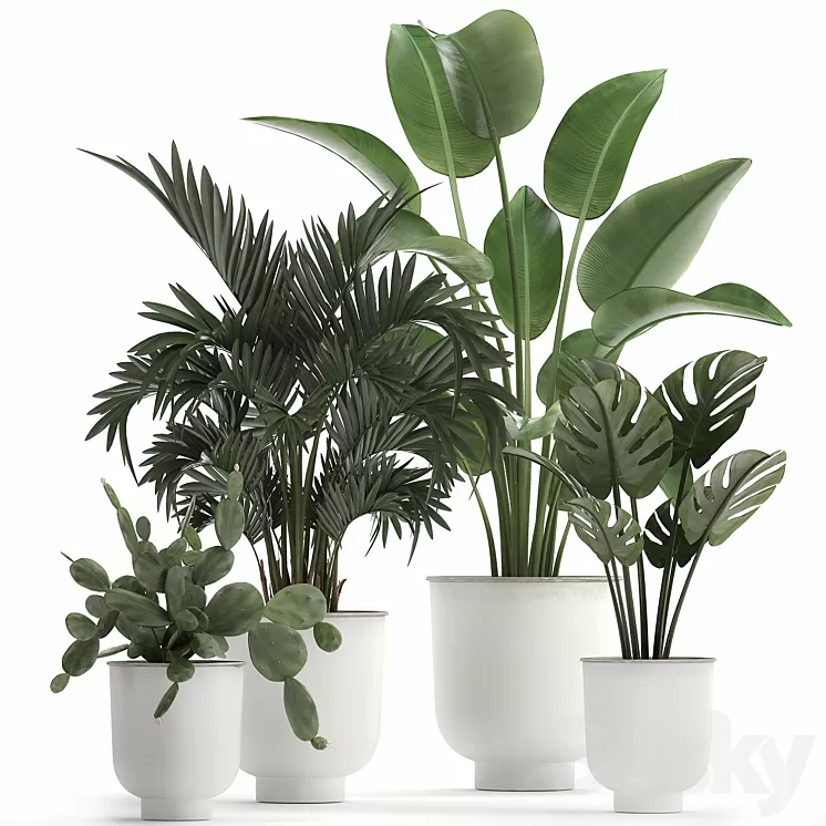Collection of indoor plants in white vases with monstera cactus Strelitzia Hoveapalm cactus. Set 927. 3D Model Free Download