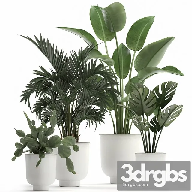Collection of indoor plants in white vases with monstera, cactus, strelitzia, hovea,palm, cactus. set 927. Collection of indoor plants in white vases with monstera, cactus, strelitzia, hovea,palm, cactus. set 927.