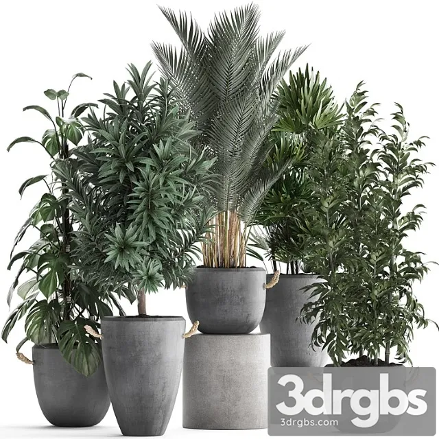 Collection of interior plants in modern concrete pots and vases made of palm, bamboo, rapeseed, monstera. set 413 Collection of interior plants in modern concrete pots and vases made of palm, bamboo, rapeseed, monstera. set 413