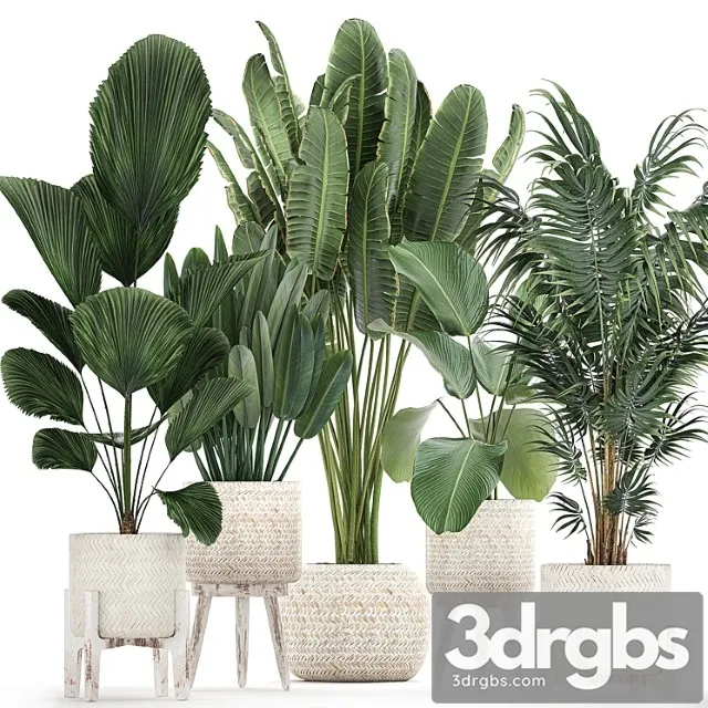 Collection Of Interior Plants in white Rattan Baskets Flowerpot Banana Palm Howea Likuala Kalatea Lutea Set 713 3D Model Download