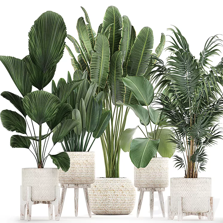 Collection of interior plants in white rattan baskets flowerpot banana palm Howea Likuala kalatea lutea. Set 713. 3D Model Collection of interior plants in white rattan baskets flowerpot banana palm Howea Likuala kalatea lutea. Set 713. 3D Model