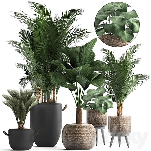 Collection of modern plants in black pots and baskets with Palm trees hovea. Likuala. loft. Set 422. 3DModel Collection of modern plants in black pots and baskets with Palm trees hovea. Likuala. loft. Set 422. 3DModel