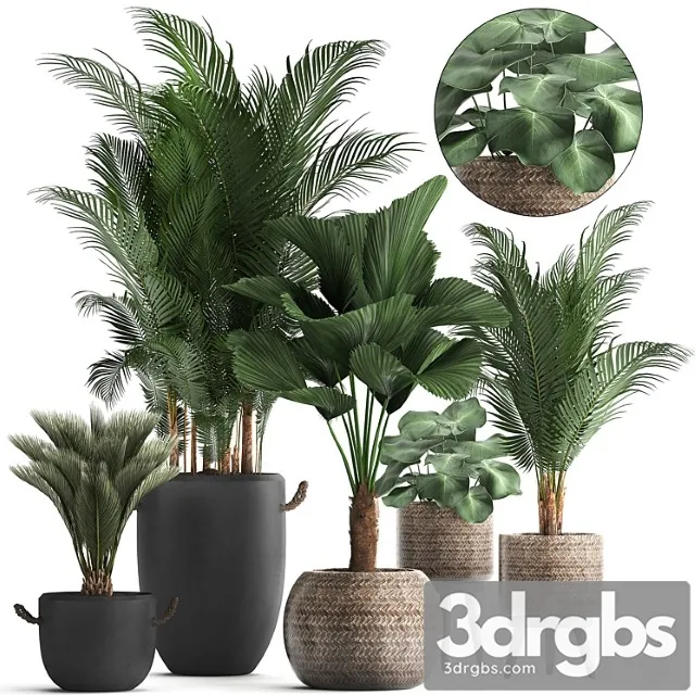 Collection of modern plants in black pots and baskets with palm trees hovea, likuala, loft. set 422. Collection of modern plants in black pots and baskets with palm trees hovea, likuala, loft. set 422.