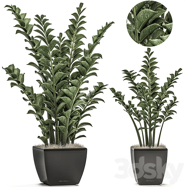 Collection of office plants in black pots with Zamiokulkas flower. money tree. Set 527. 3DModel Collection of office plants in black pots with Zamiokulkas flower. money tree. Set 527. 3DModel