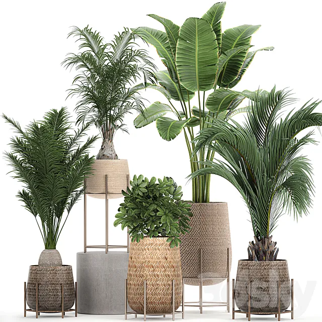 Collection of ornamental plants in rattan baskets with banana palm howea Strelitzia. Set 783 3D Model