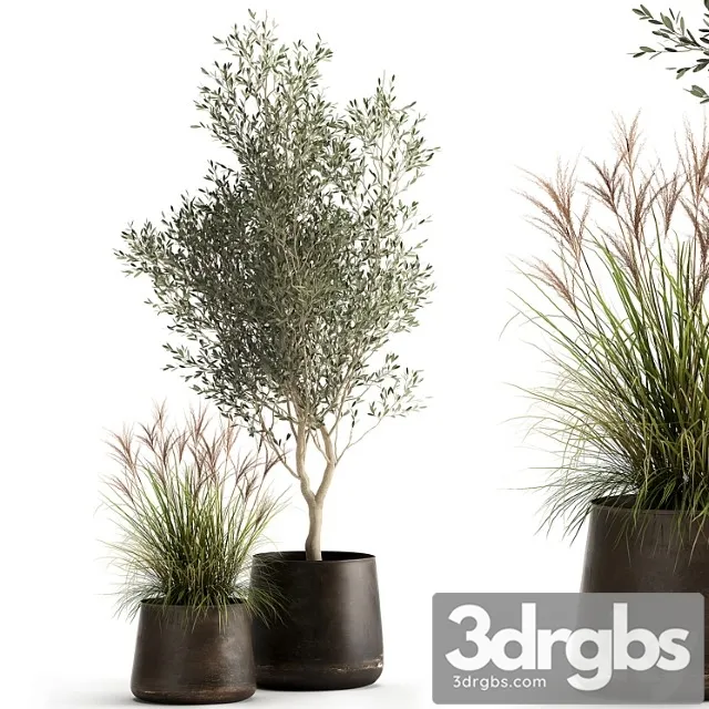 Collection of outdoor metal potted plants with olive tree, bushes, vine. set 974. Collection of outdoor metal potted plants with olive tree, bushes, vine. set 974.