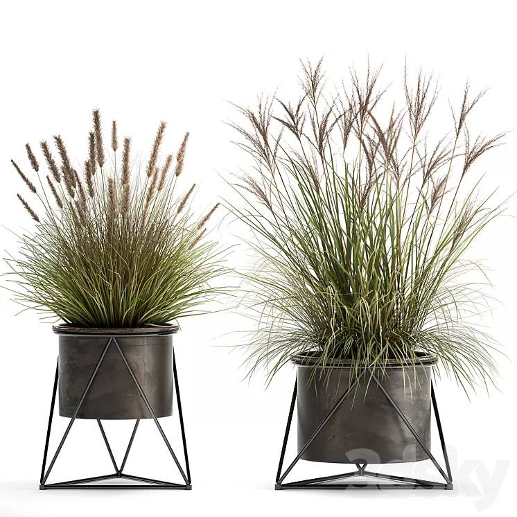 Collection of outdoor metal potted plants with Reeds grass bushes weinik. Set 980. 3D Model Collection of outdoor metal potted plants with Reeds grass bushes weinik. Set 980. 3D Model