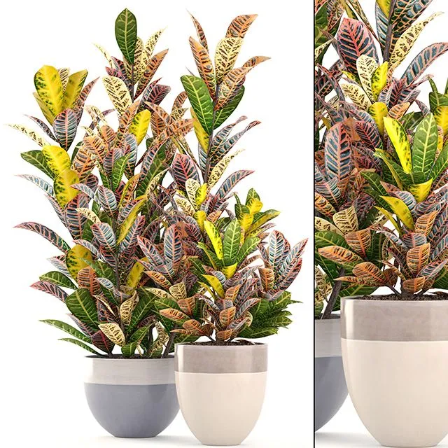 Collection of plant Croton 3D Model