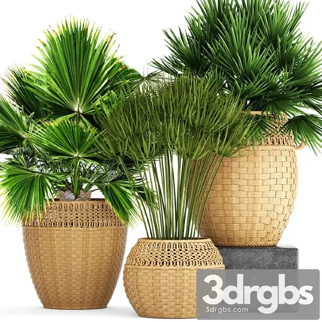 Collection Of Plants 103 Chamerops Brachea Fan Palm Wicker Basket Rattan Flower Pot Bush Umbellate 3D Model Download