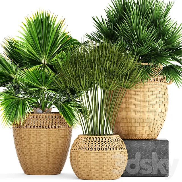 Collection of plants 103. Chamerops. brachea. fan palm. wicker basket. rattan. flower. pot. bush. umbellate 3DModel Collection of plants 103. Chamerops. brachea. fan palm. wicker basket. rattan. flower. pot. bush. umbellate 3DModel