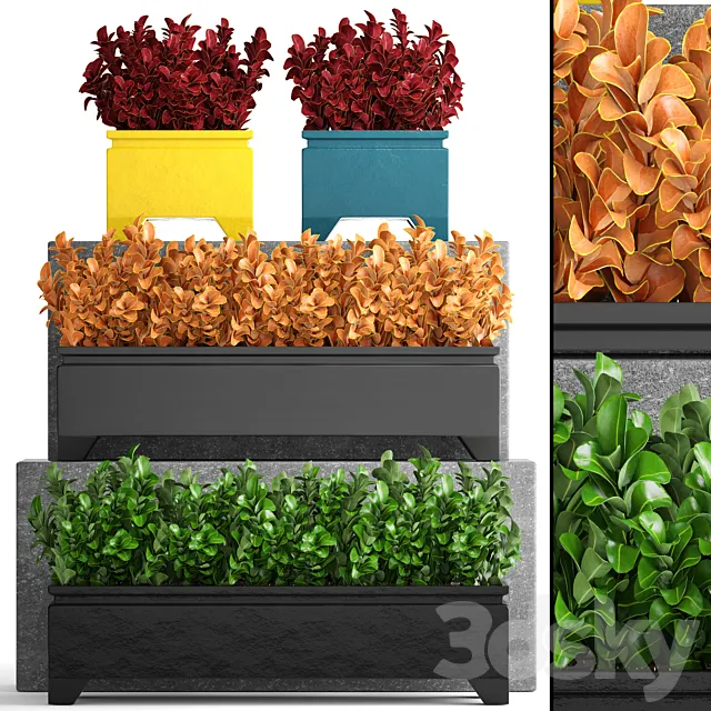 Collection of plants 110. Barberry Barberry Thunberg bushes landscaping garden flowerpot outdoor pot bush 3D Model Collection of plants 110. Barberry Barberry Thunberg bushes landscaping garden flowerpot outdoor pot bush 3D Model