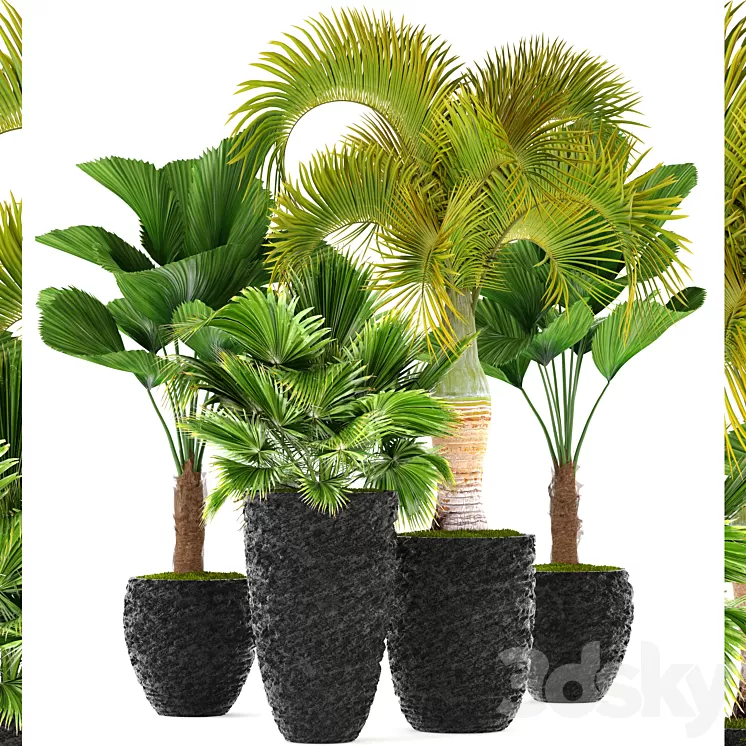 Collection of plants 120. Exotic plants palm chameropm likuala fan Chioforbe brochea indoor decorative pot flowerpot 3D Model