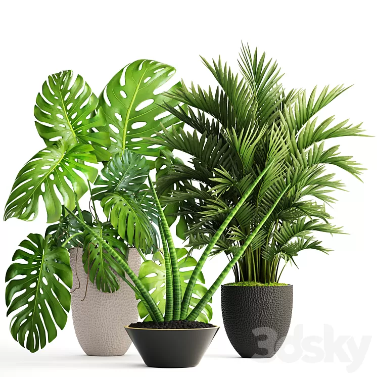 Collection of plants 124. Interior monstera hoveya ornamental palm tree areca sansevieria monstera 3D Model