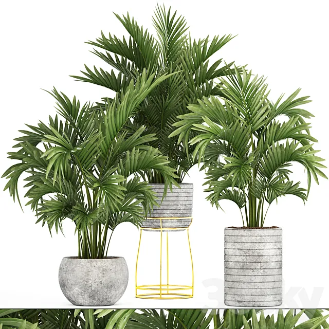 Collection of plants 125. Howea Decorative palm tree howea kentia pot concrete flowerpot indoor 3D Model Collection of plants 125. Howea Decorative palm tree howea kentia pot concrete flowerpot indoor 3D Model