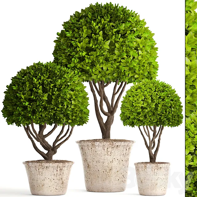 Collection of plants 126. Boxwood topiary. topiary. garden trees. garden plants. pot. outdoor flowerpot. bush. small tree 3DModel Collection of plants 126. Boxwood topiary. topiary. garden trees. garden plants. pot. outdoor flowerpot. bush. small tree 3DModel