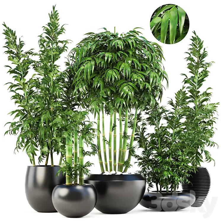 Collection of plants 131. Bamboo Trees bamboo bush black pot flowerpot indoor bamboo exotic thickets bush pebbles flowerpot 3D Model Collection of plants 131. Bamboo Trees bamboo bush black pot flowerpot indoor bamboo exotic thickets bush pebbles flowerpot 3D Model