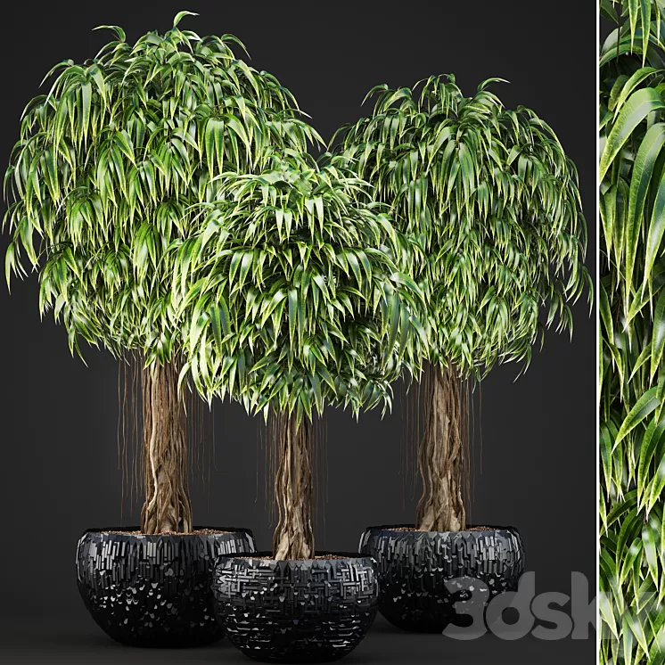 Collection of plants 131. Ficus Alii Ficus binnendiyka ornamental tree black pot loft Ficus Ali flowerpot 3D Model Collection of plants 131. Ficus Alii Ficus binnendiyka ornamental tree black pot loft Ficus Ali flowerpot 3D Model