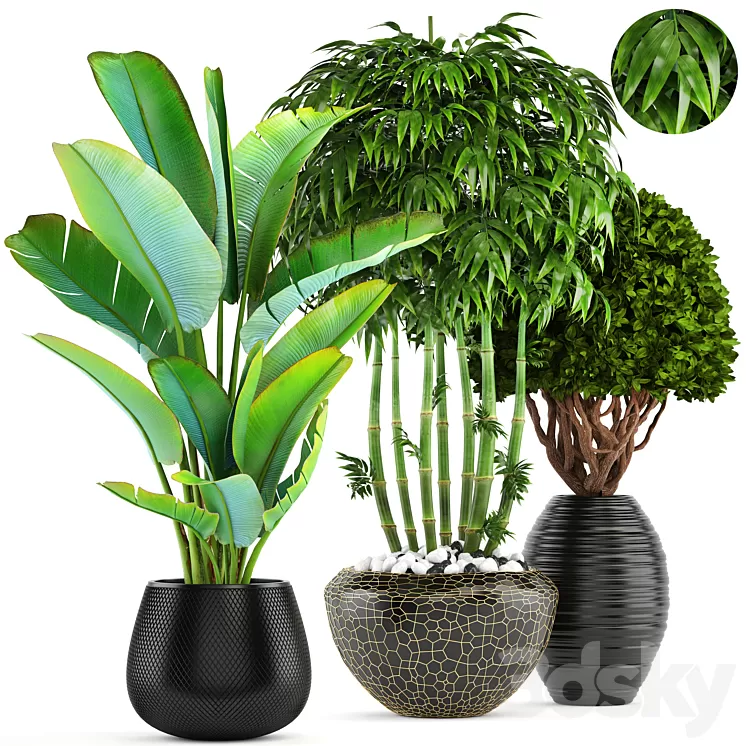 Collection of plants 137. Banana palm bush topiary boxwood bamboo strelitzia ravenala black pot flowerpot strelitzia 3D Model Collection of plants 137. Banana palm bush topiary boxwood bamboo strelitzia ravenala black pot flowerpot strelitzia 3D Model