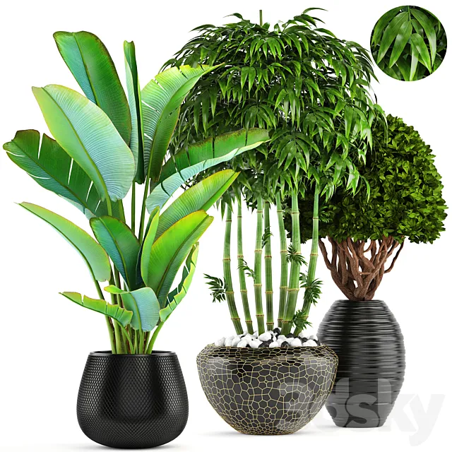 Collection of plants 137. Banana palm. bush. topiary. boxwood. bamboo. strelitzia. ravenala. black pot. flowerpot. strelitzia 3DModel Collection of plants 137. Banana palm. bush. topiary. boxwood. bamboo. strelitzia. ravenala. black pot. flowerpot. strelitzia 3DModel