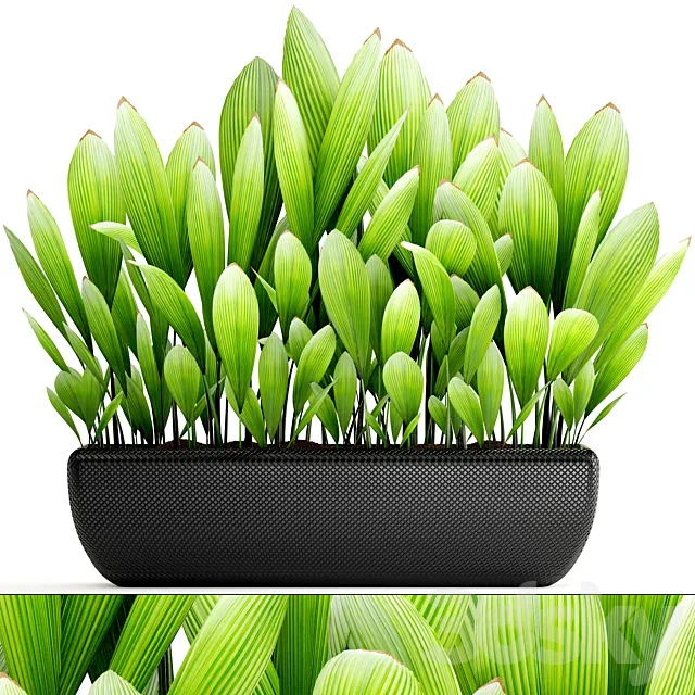 Collection of plants 140. Palm Grass palm grass bush palm tree ornamental plant concrete pot indoor flowerpot exotic 3D Model Collection of plants 140. Palm Grass palm grass bush palm tree ornamental plant concrete pot indoor flowerpot exotic 3D Model