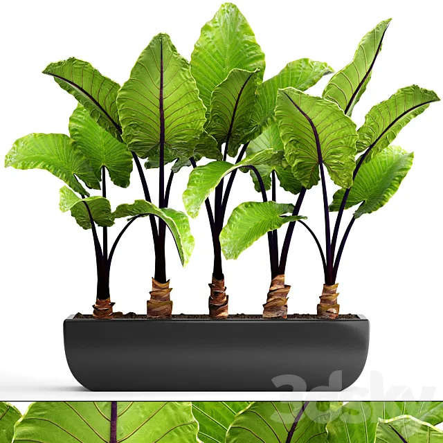 Collection of plants 143. Alocasia macrorrhiza alocasia pot black flowerpot bush tropical exotic plant 3D Model Collection of plants 143. Alocasia macrorrhiza alocasia pot black flowerpot bush tropical exotic plant 3D Model