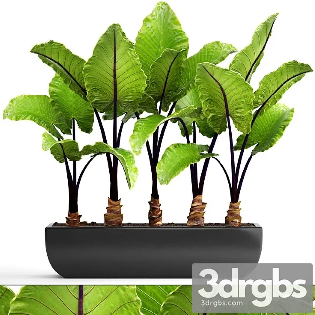 Collection of plants 143. alocasia macrorrhiza, alocasia, pot, black flowerpot, bush, tropical, exotic plant Collection of plants 143. alocasia macrorrhiza, alocasia, pot, black flowerpot, bush, tropical, exotic plant