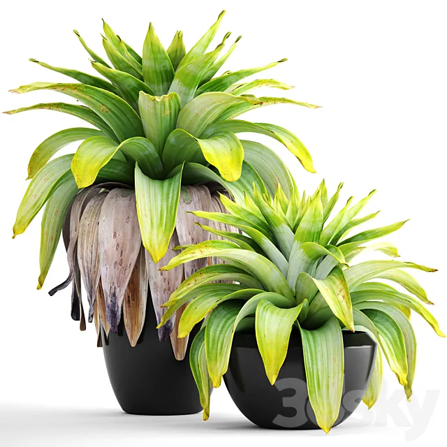 Collection of plants 144. Tropical plant. bromelia. pot. black flowerpot. bush. tropical. exotic plant 3DModel Collection of plants 144. Tropical plant. bromelia. pot. black flowerpot. bush. tropical. exotic plant 3DModel
