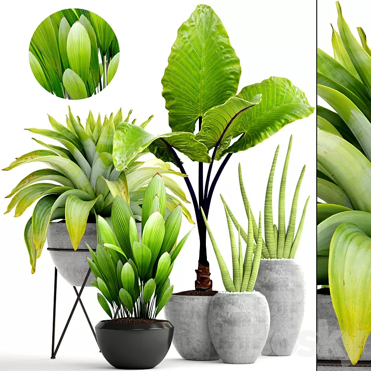 Collection of plants 145. tropical plants bromeliad concrete pot flowerpot alocasia bush sansevieria exotic bromelia 3D Model Collection of plants 145. tropical plants bromeliad concrete pot flowerpot alocasia bush sansevieria exotic bromelia 3D Model