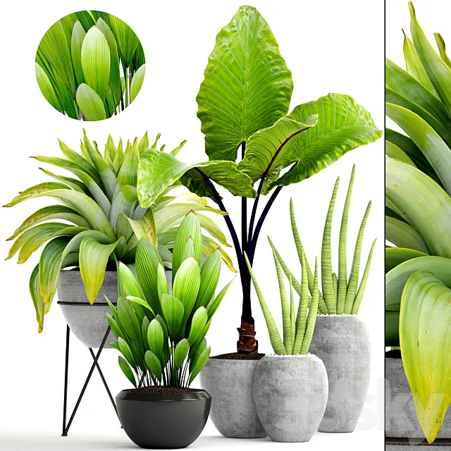 Collection of plants 145. tropical plants. bromeliad. concrete pot. flowerpot. alocasia. bush. sansevieria. exotic. bromelia 3DModel Collection of plants 145. tropical plants. bromeliad. concrete pot. flowerpot. alocasia. bush. sansevieria. exotic. bromelia 3DModel