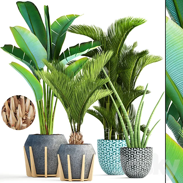 Collection of plants 148. Tropical exotic palm tree dipsis bush concrete flowerpot outdoor pot strelitzia Dypsis 3D Model Collection of plants 148. Tropical exotic palm tree dipsis bush concrete flowerpot outdoor pot strelitzia Dypsis 3D Model