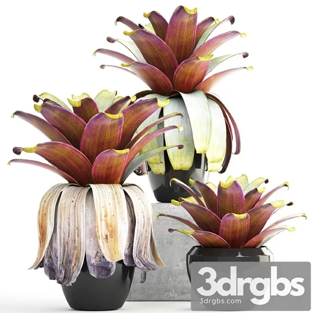 Collection of plants 149. bromeliad, botanical garden, pot, flowerpot, bush, tropical, decorative, bromelia Collection of plants 149. bromeliad, botanical garden, pot, flowerpot, bush, tropical, decorative, bromelia