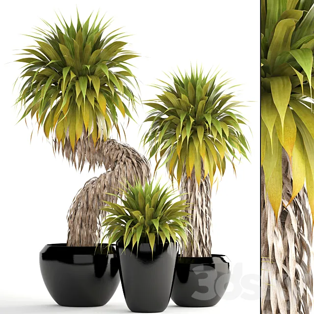 Collection of plants 151. Yucca Elata bush exotic tropical plants flowerpot pot 3D Model Collection of plants 151. Yucca Elata bush exotic tropical plants flowerpot pot 3D Model
