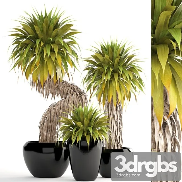 Collection of plants 151. yucca elata, bush, exotic, tropical, plants, flowerpot, pot Collection of plants 151. yucca elata, bush, exotic, tropical, plants, flowerpot, pot