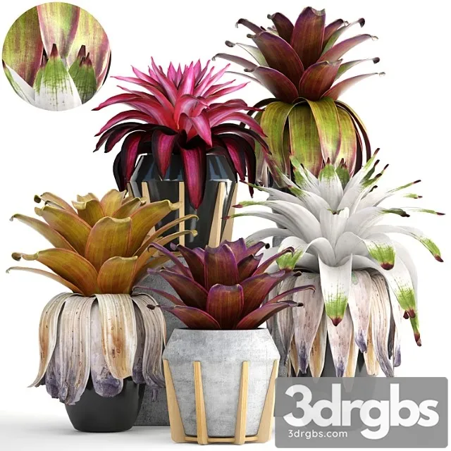 Collection of plants 153. bromelia, bush, plants, pot, flowerpot, bromeliad, botanical, garden, decorative, tropical Collection of plants 153. bromelia, bush, plants, pot, flowerpot, bromeliad, botanical, garden, decorative, tropical