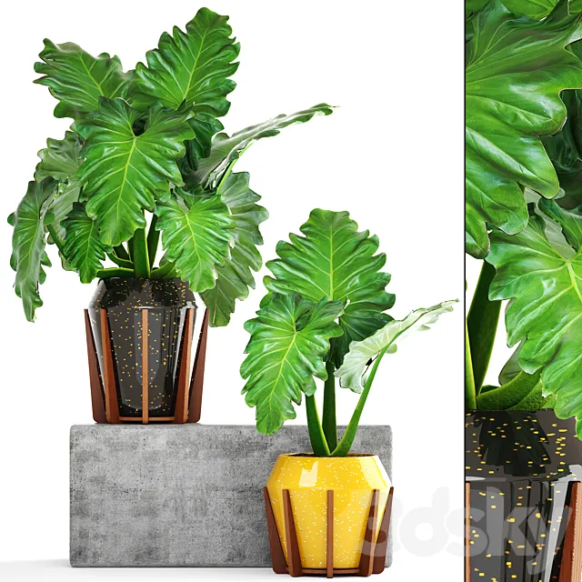 Collection of plants 154. Philodendron. pot. flowerpot. bush. tropical. indoor. decorative 3DModel Collection of plants 154. Philodendron. pot. flowerpot. bush. tropical. indoor. decorative 3DModel