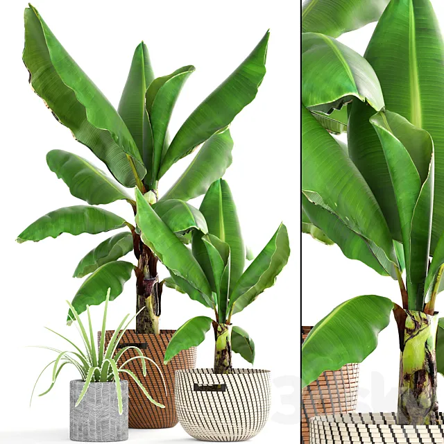 Collection of plants 157. Banana palm basket rattan bush revenala decorative indoor outdoor 3D Model Collection of plants 157. Banana palm basket rattan bush revenala decorative indoor outdoor 3D Model
