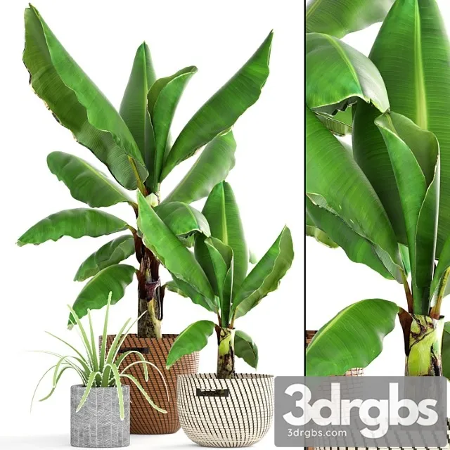 Collection of plants 157. banana palm, basket, rattan, bush, revenala, decorative, indoor, outdoor Collection of plants 157. banana palm, basket, rattan, bush, revenala, decorative, indoor, outdoor