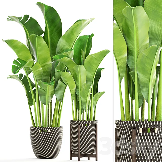 Collection of plants 161. Banana palm Basket rattan flower interior decorative strelitzia flowerpot 3D Model Collection of plants 161. Banana palm Basket rattan flower interior decorative strelitzia flowerpot 3D Model