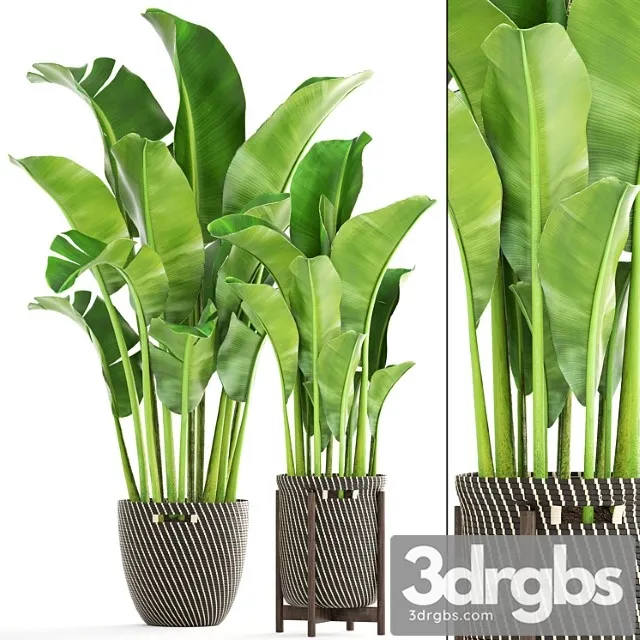 Collection of plants 161. banana palm, basket, rattan, flower, interior, decorative, strelitzia, flowerpot Collection of plants 161. banana palm, basket, rattan, flower, interior, decorative, strelitzia, flowerpot
