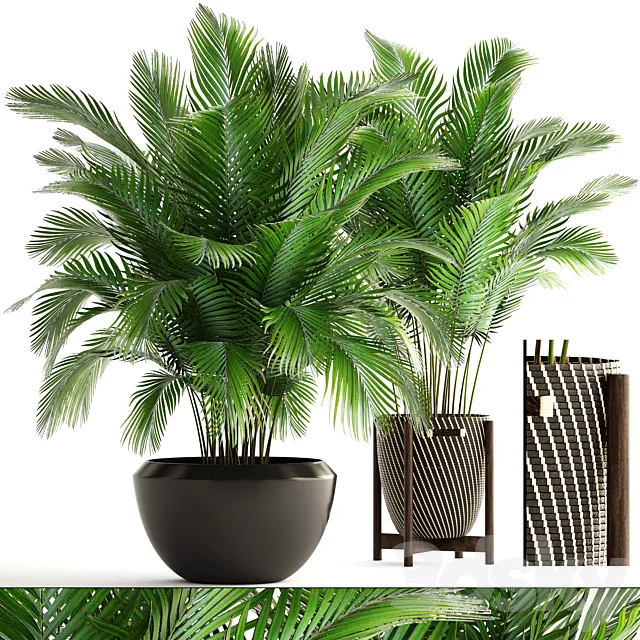 Collection of plants 164. Areca Palm kentia hoveya areca pot bush basket flowerpot interior Howea 3D Model Collection of plants 164. Areca Palm kentia hoveya areca pot bush basket flowerpot interior Howea 3D Model