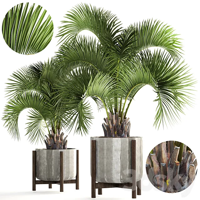 Collection of plants 165. Butia capitata. Butia. palm tree. concrete pot. flowerpot. indoor. interior. decorative. outdoor 3DModel Collection of plants 165. Butia capitata. Butia. palm tree. concrete pot. flowerpot. indoor. interior. decorative. outdoor 3DModel
